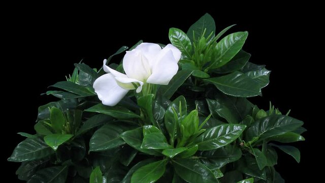 Time-lapse of opening gardenia flower 6x3 in RGB + ALPHA matte format isolated on black background
