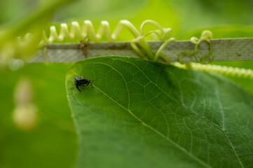 A beautiful bright black coloured spider on a green leaf with the eyes of the spider in focus.