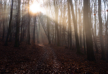 heavenly sunlight shine through forest trees