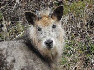 ニホンカモシカ
