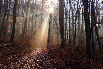 heavenly sunlight shine through forest trees