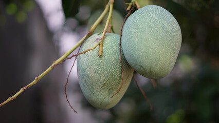 The two green mangoes on the tree.