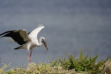 Bird Landing on the Bank of a Pond