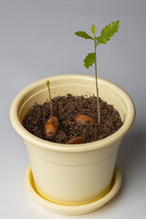 Oak sprouts from acorns in a pot