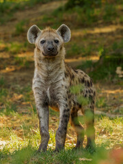 Young spotted hyena on a meadow