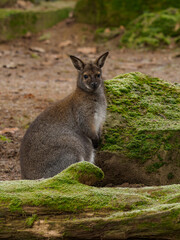A swamp wallaby near wood and boulder covered with moss