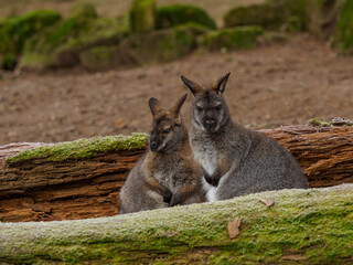 Two swamp wallaby between woods covered with moss