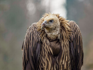 Himalayan vulture closeup portrait detail