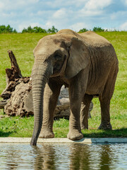 Fototapeta premium African elephant on a green field drinks water