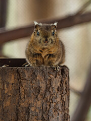 Naklejka na ściany i meble Swinhoe's striped squirrel sitting on lhe log