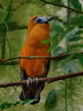 Capuchinbird sitting on the branch in forest