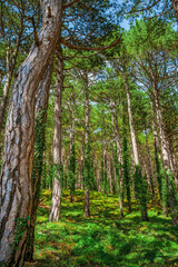 Green impenetrable forest with trunks overgrown with ivy