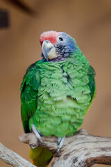 blue and yellow macaw