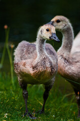 Fototapeta premium country goose branta canadensis