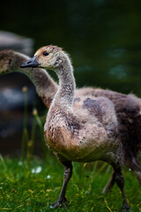 Fototapeta premium great crested grebe