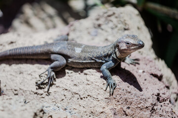 lizard on the rock