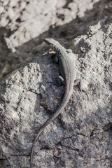 lizard on a rock