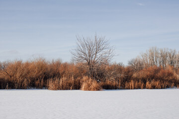 Winter landscape. Trees without leaves grow near river bank, frozen water is covered with snow after heavy snowstorm, clear weather and blue sky.