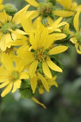 yellow flowers