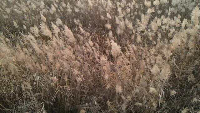 Dry pampas grass close-up, natural textures and background.
