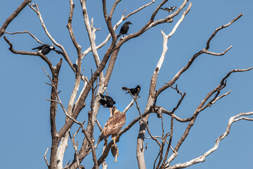 Eagle fights back attackers
