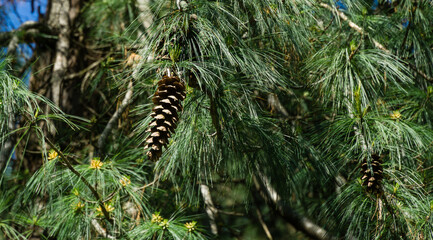 Brown cones and needles of Himalayan pine (Pinus wallichiana)known as Bhutan or blue pine. Sunny day in spring Arboretum Park Southern Cultures in Sirius (Adler) Sochi.