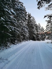 Obraz premium snow covered trees