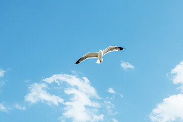 Fototapeta na wymiar Lone big seagull flying in the sky with clouds