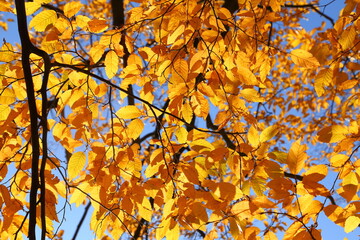 Hornbeam leaves.