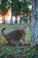 Kitten playing on the grass