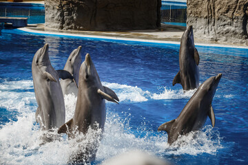 dolphin in the water © hristoshanov