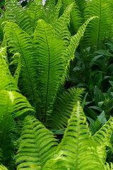Sprouts of fern. Summer green foliage. Summer seasonal background.