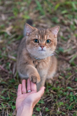 Naklejka na ściany i meble Kitten stretches out paw to shake hands with owner