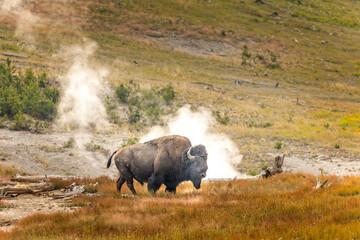 A bison in front of geysers in the Yellowstone National Park - obrazy, fototapety, plakaty