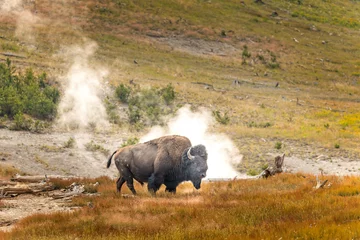 Foto op Plexiglas A bison in front of geysers in the Yellowstone National Park © Martina