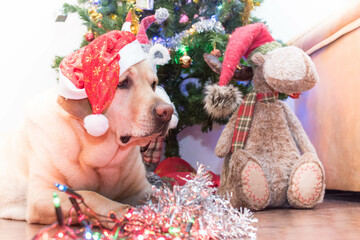 Un perro con un peluche navideño y un árbol de navidad 