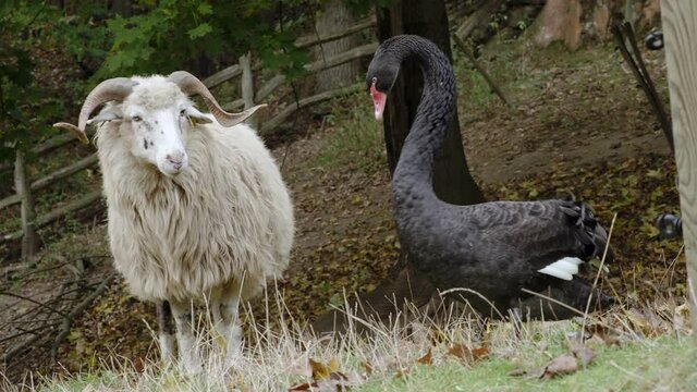 Black swan attacks the wallachian sheep