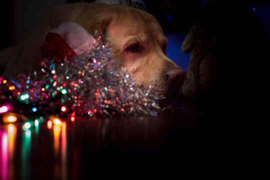 Perro labrador tumbado sobre el espumillon y las luces de navidad