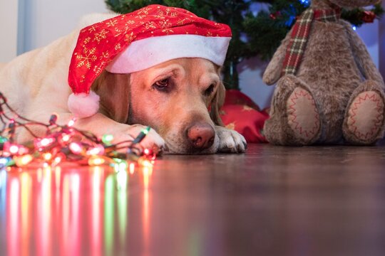 Un perro en Navidad esperando a papá Noel 