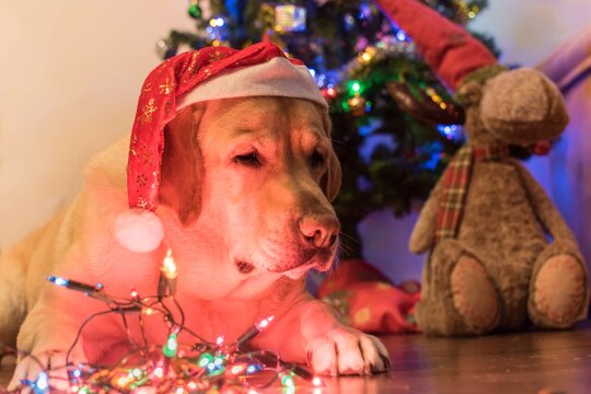 Feliz navidad, retrato de un perro 