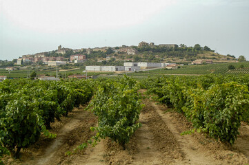 Fototapeta na wymiar Vista de la localidad El Villar en la Rioja Alavesa, Alava, País Vasco