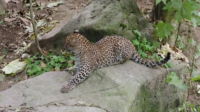 Sri Lankan leopard cub, Panthera pardus kotiya