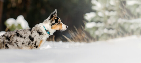 Border collie dog in winter snow fall meadow. Dogs wide banner or panorama.  Cute dog in winter wood. Snowing landscape. Copyspace for text.