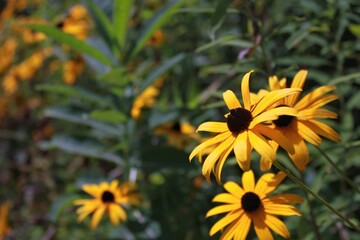 yellow flowers in the garden