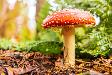 Forest Floor Mushroom