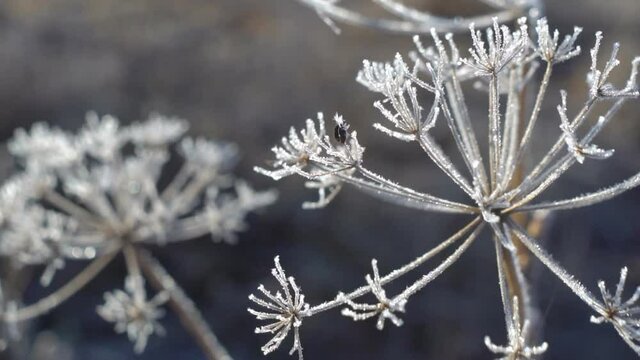 the first frost on the plants 