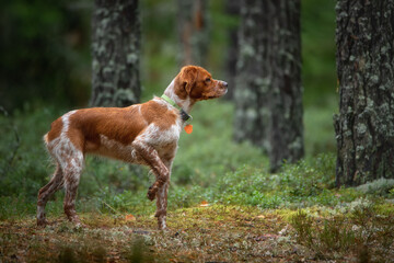 Hunting gun dog Breton Spaniel on the hunt in a picturesque forest. The dog stood in a rack with a raised paw and looked intently into the forest. Hunting Pointing Dog. - obrazy, fototapety, plakaty