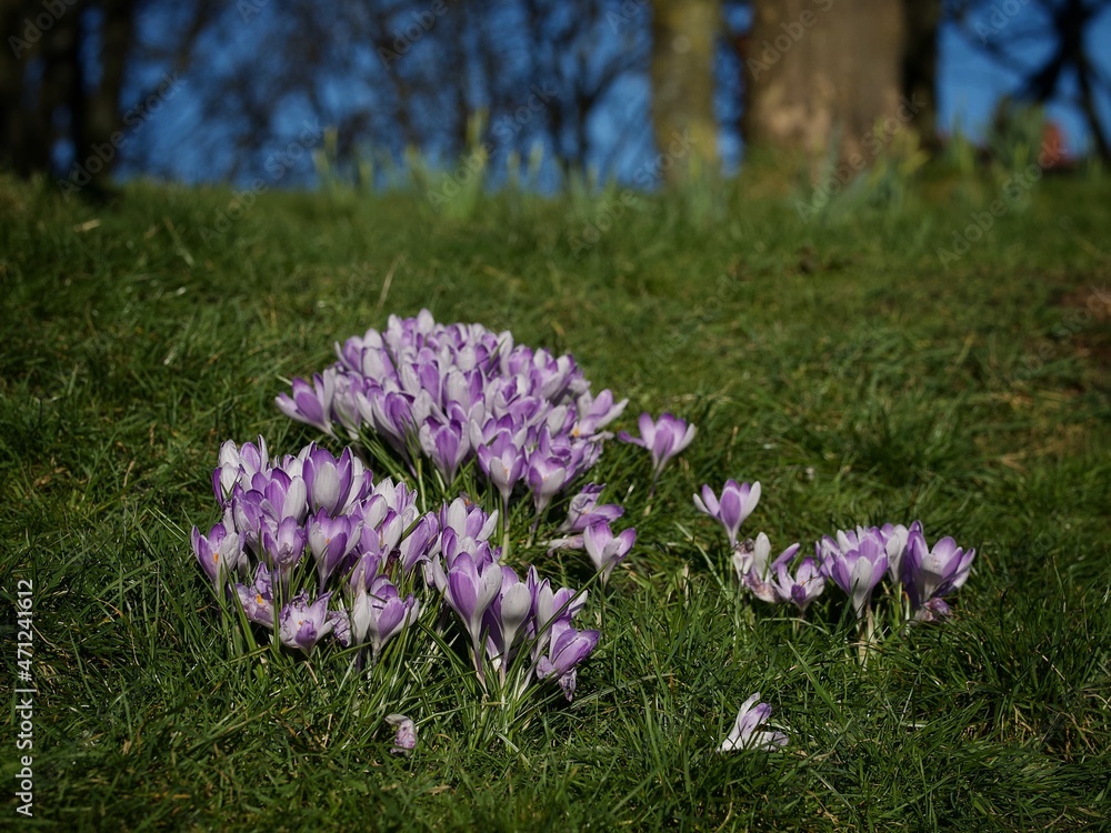 Canvas Prints Cluster of Crocus 