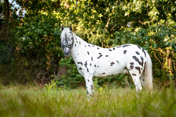 Beautiful spotted appaloosa pony in a natural environment 