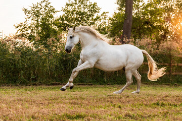 Obraz na płótnie Canvas Beautiful white Andalusian horse galloping in the field covered in sunset light